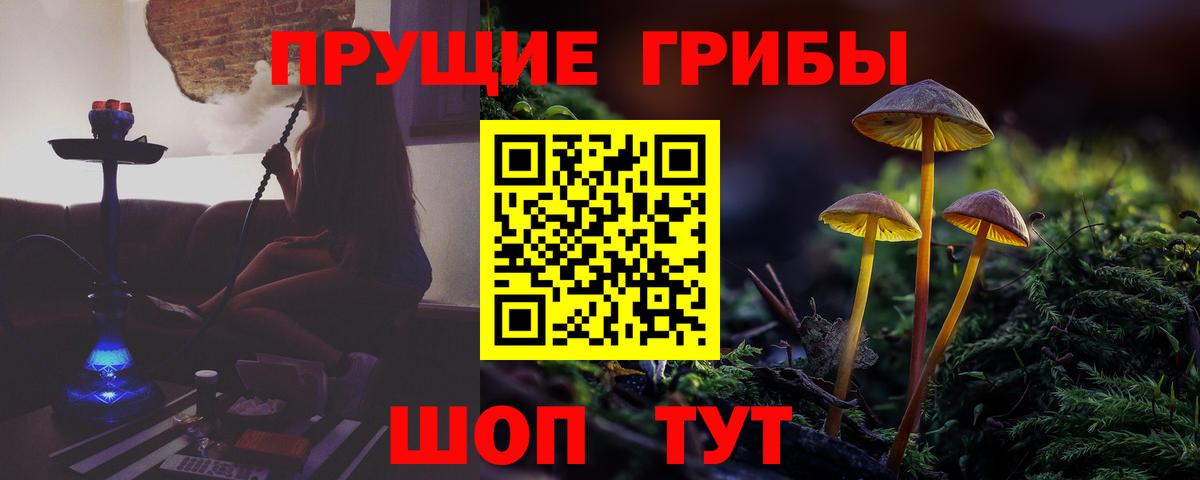 Псилоцибиновые грибы Psilocybe Ейск